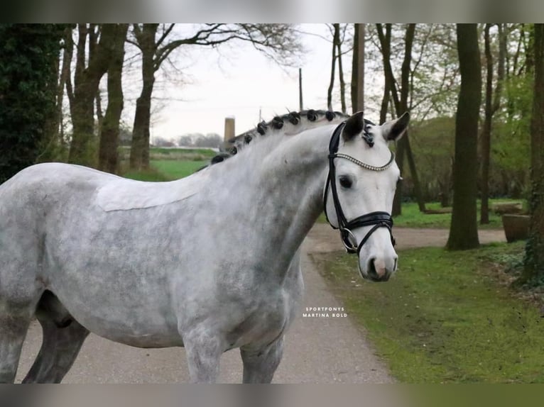 German Riding Pony Gelding 7 years 14,2 hh Grey in Recke, bei Osnabrück