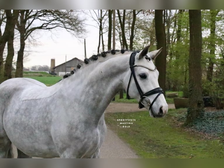 German Riding Pony Gelding 7 years 14,2 hh Grey in Recke, bei Osnabrück