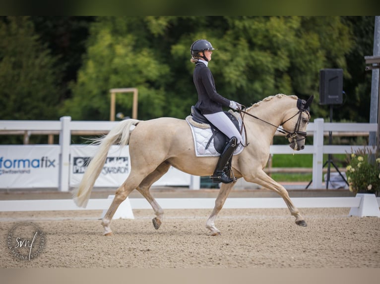 German Riding Pony Gelding 7 years 14,2 hh Palomino in Lengwil
