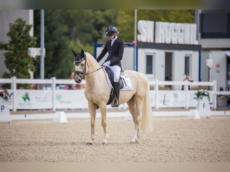 German Riding Pony Gelding 7 years 14,2 hh Palomino in Lengwil