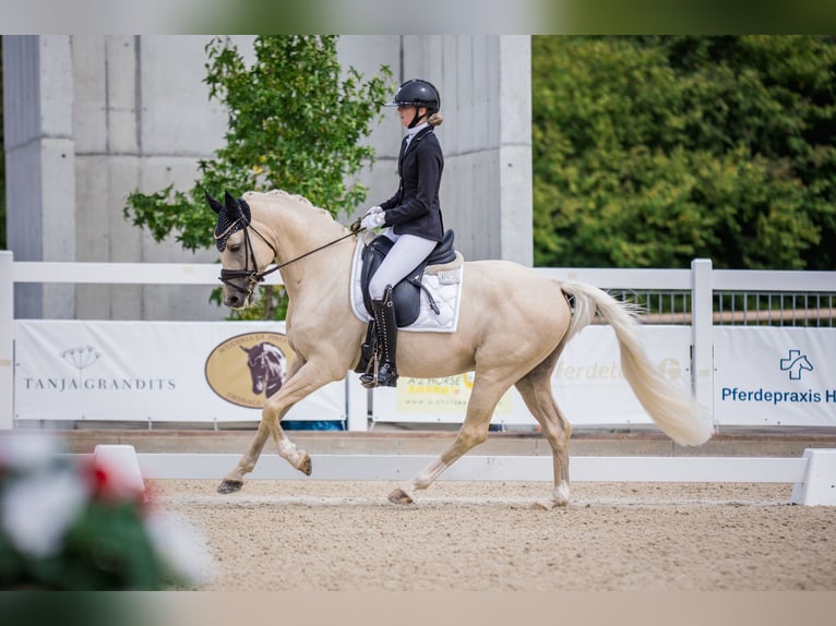 German Riding Pony Gelding 7 years 14,2 hh Palomino in Lengwil