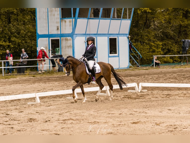 German Riding Pony Gelding 7 years 14,3 hh Chestnut in Frankenberg/Sachsen