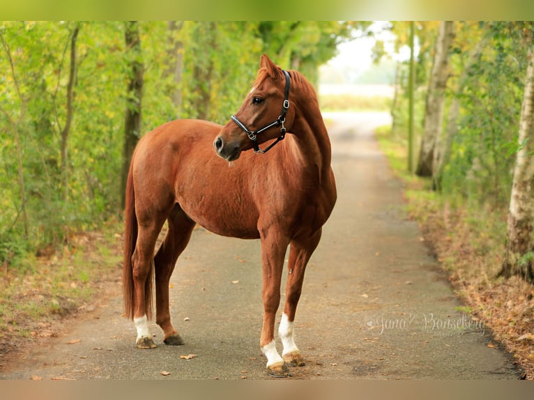 German Riding Pony Gelding 7 years 14,3 hh Chestnut-Red in Ahaus