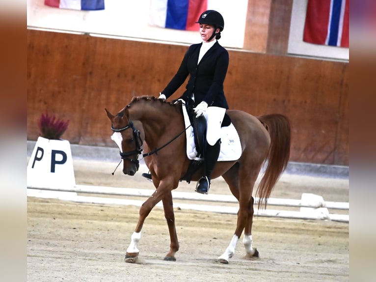 German Riding Pony Gelding 7 years 14,3 hh Chestnut-Red in Wien, Leopoldstadt