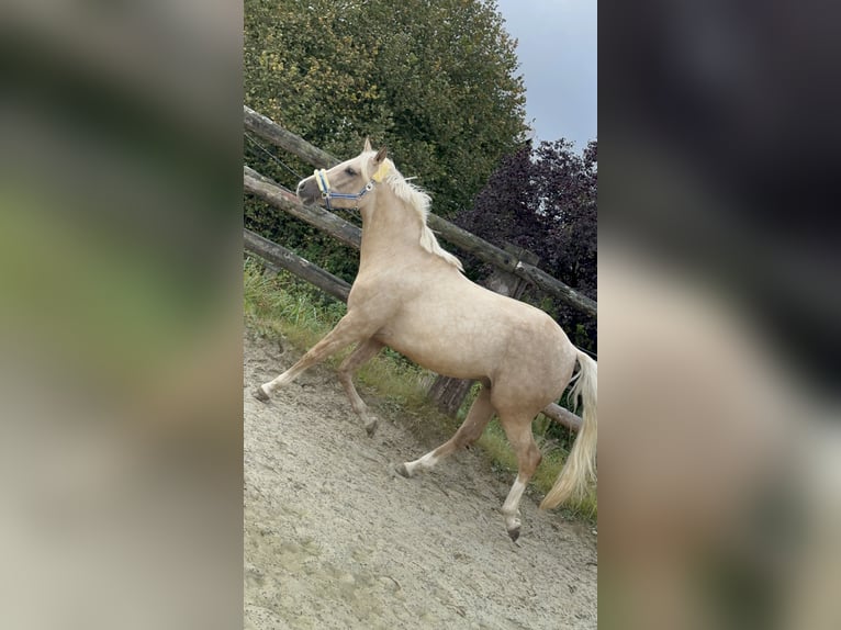 German Riding Pony Gelding 7 years 14,3 hh Palomino in Kreuztal
