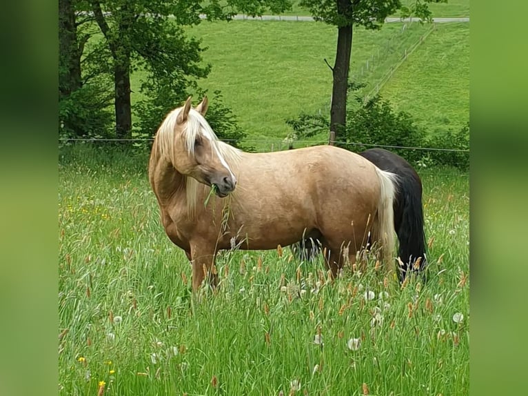 German Riding Pony Gelding 7 years 14,3 hh Palomino in Kreuztal