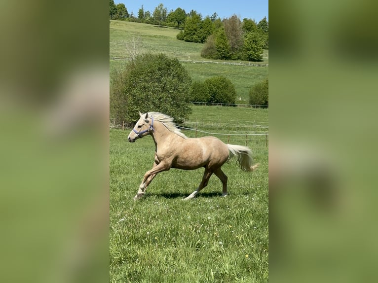 German Riding Pony Gelding 7 years 14,3 hh Palomino in Kreuztal