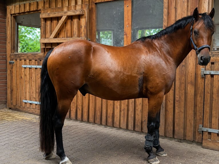 German Riding Pony Gelding 7 years 15.1 hh Brown in Westerstede