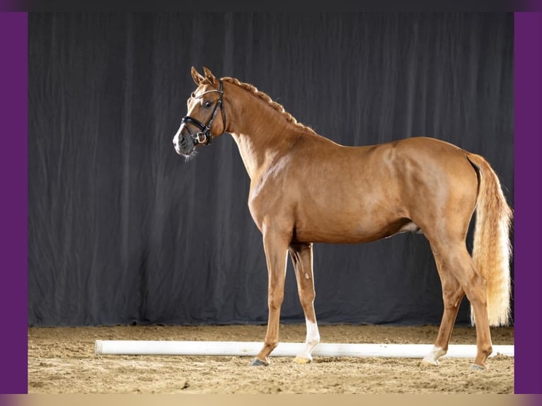 German Riding Pony Gelding 7 years 15.1 hh Chestnut-Red in Wilhelmshaven