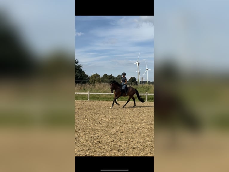 German Riding Pony Gelding 7 years 15.2 hh Brown in Marlow