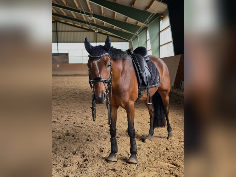 German Riding Pony Gelding 7 years 15.2 hh Brown in Marlow