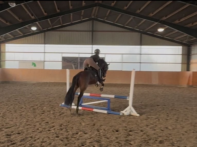 German Riding Pony Gelding 7 years 15.2 hh Brown in Marlow