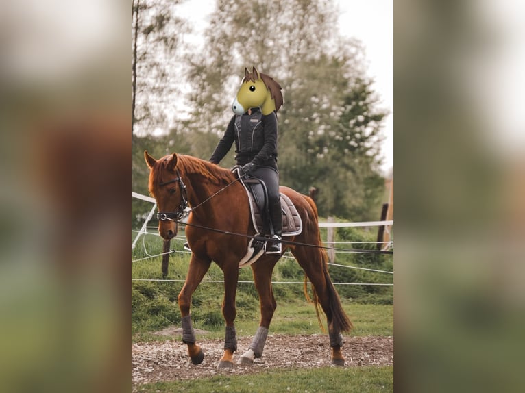 German Riding Pony Gelding 7 years 15,2 hh Chestnut-Red in Schermbeck