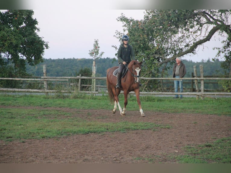 German Riding Pony Gelding 7 years 15 hh Chestnut-Red in Buchen Waldhausen