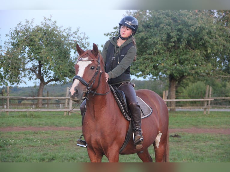 German Riding Pony Gelding 7 years 15 hh Chestnut-Red in Buchen Waldhausen