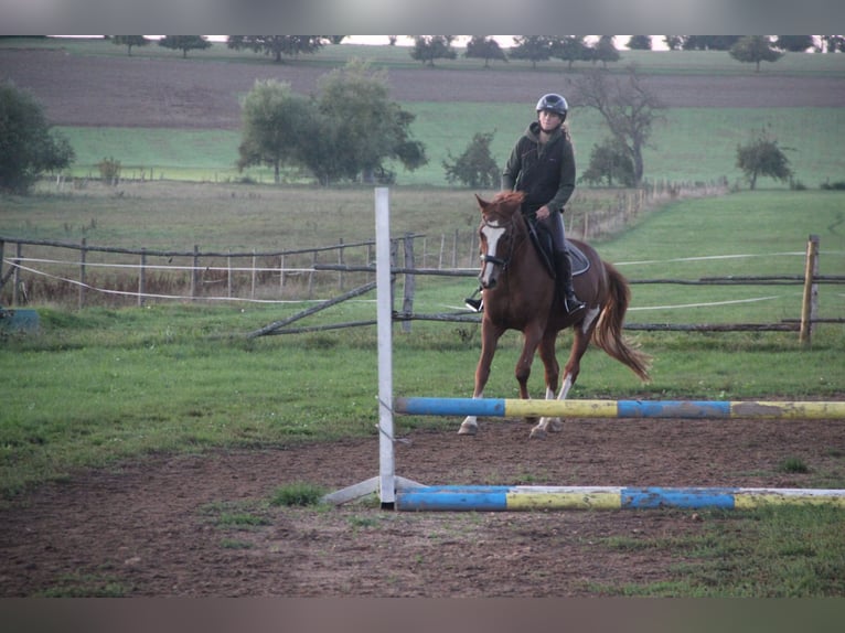 German Riding Pony Gelding 7 years 15 hh Chestnut-Red in Buchen Waldhausen