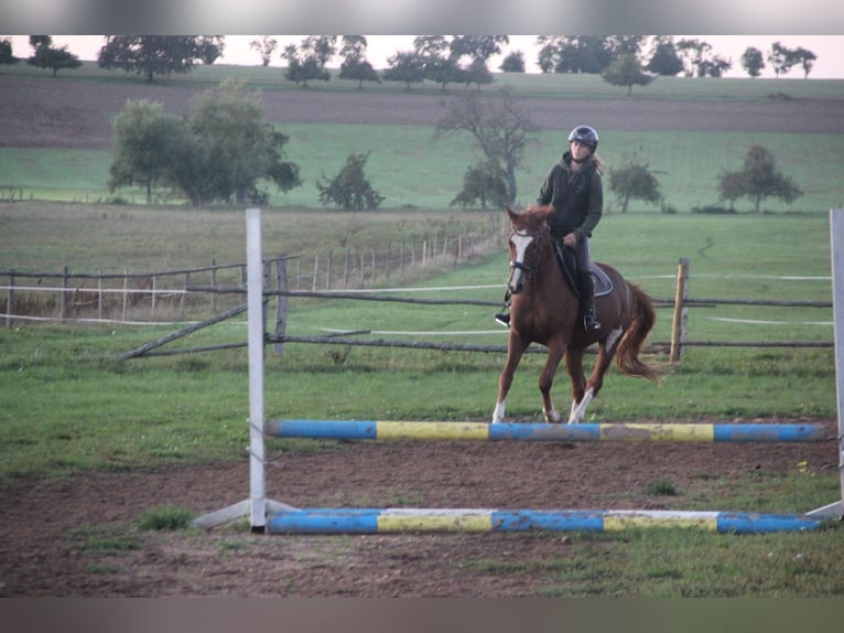 German Riding Pony Gelding 7 years 15 hh Chestnut-Red in Buchen Waldhausen