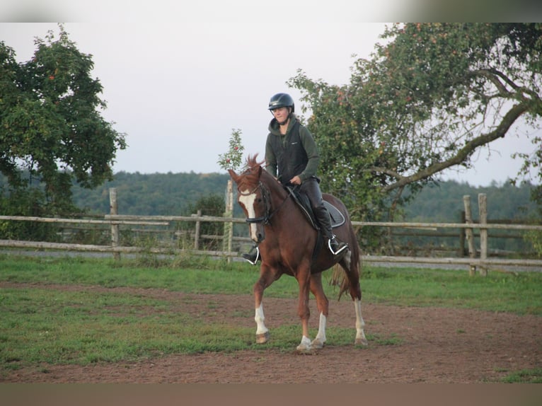German Riding Pony Gelding 7 years 15 hh Chestnut-Red in Buchen Waldhausen