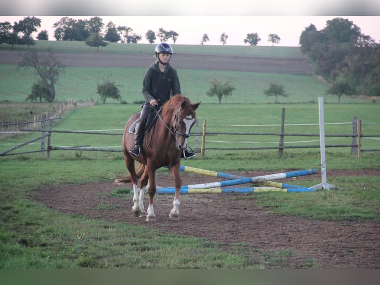 German Riding Pony Gelding 7 years 15 hh Chestnut-Red in Buchen Waldhausen
