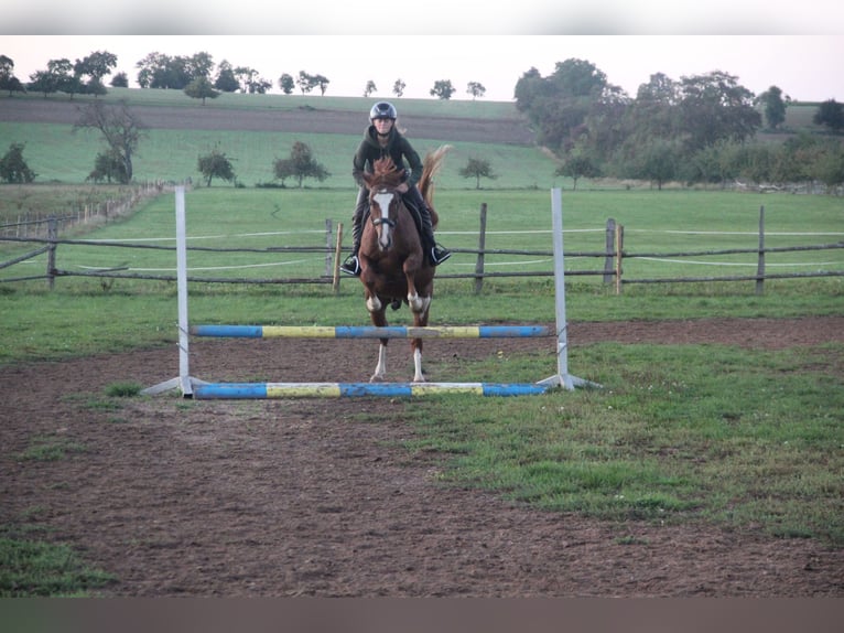 German Riding Pony Gelding 7 years 15 hh Chestnut-Red in Buchen Waldhausen