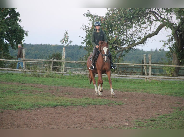 German Riding Pony Gelding 7 years 15 hh Chestnut-Red in Buchen Waldhausen