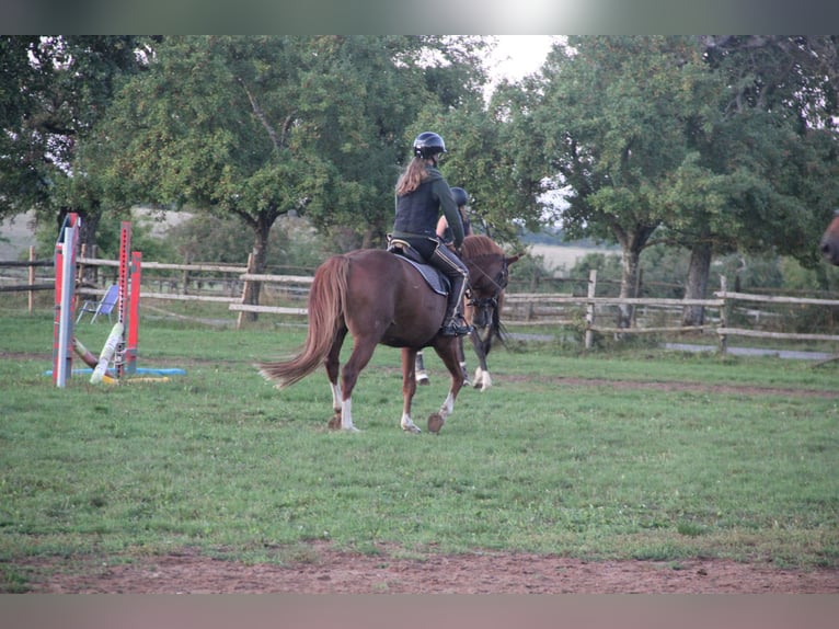 German Riding Pony Gelding 7 years 15 hh Chestnut-Red in Buchen Waldhausen