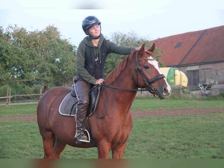 German Riding Pony Gelding 7 years 15 hh Chestnut-Red in Buchen Waldhausen