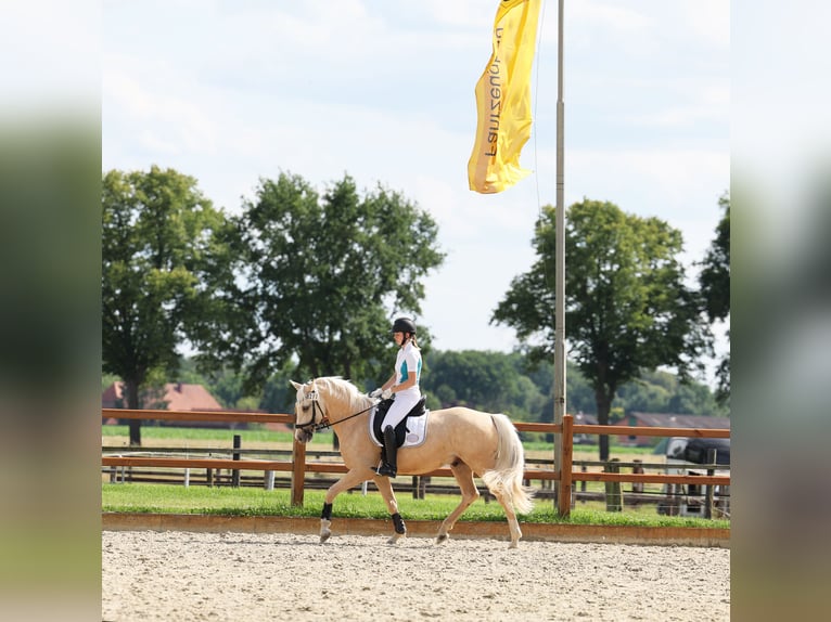 German Riding Pony Gelding 7 years 15 hh Palomino in Martfeld