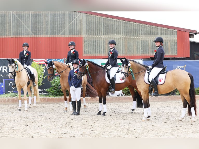 German Riding Pony Gelding 7 years 15 hh Palomino in Martfeld