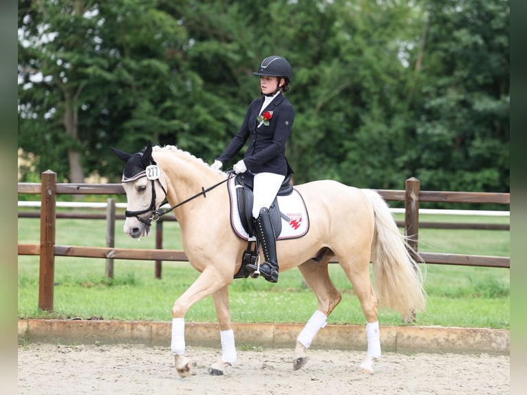 German Riding Pony Gelding 7 years 15 hh Palomino in Martfeld