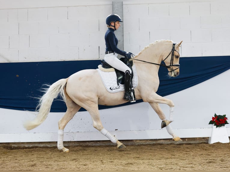 German Riding Pony Gelding 7 years 15 hh Palomino in Marsberg