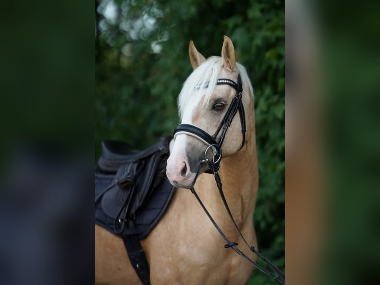 German Riding Pony Gelding 7 years 15 hh Palomino in Nennslingen