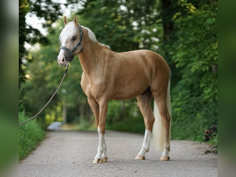 German Riding Pony Gelding 7 years 15 hh Palomino in Nennslingen