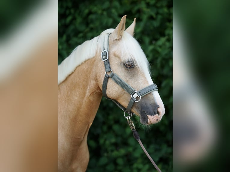 German Riding Pony Gelding 7 years 15 hh Palomino in Nennslingen