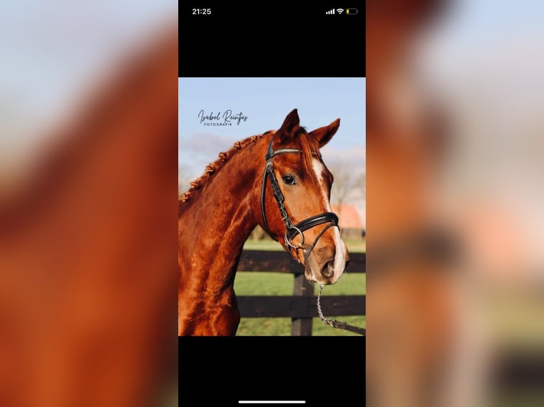 German Riding Pony Gelding 7 years 15,1 hh Chestnut-Red in Heusden zolder