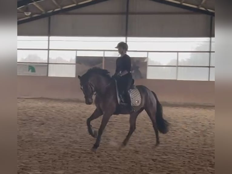 German Riding Pony Gelding 7 years 15,2 hh Brown in Marlow