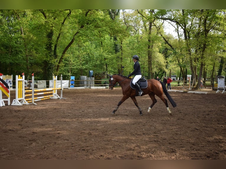 German Riding Pony Gelding 7 years 15,2 hh Brown in Wiesbaden