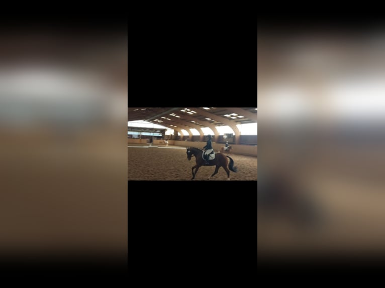 German Riding Pony Gelding 7 years 15,2 hh Brown in Wiesbaden