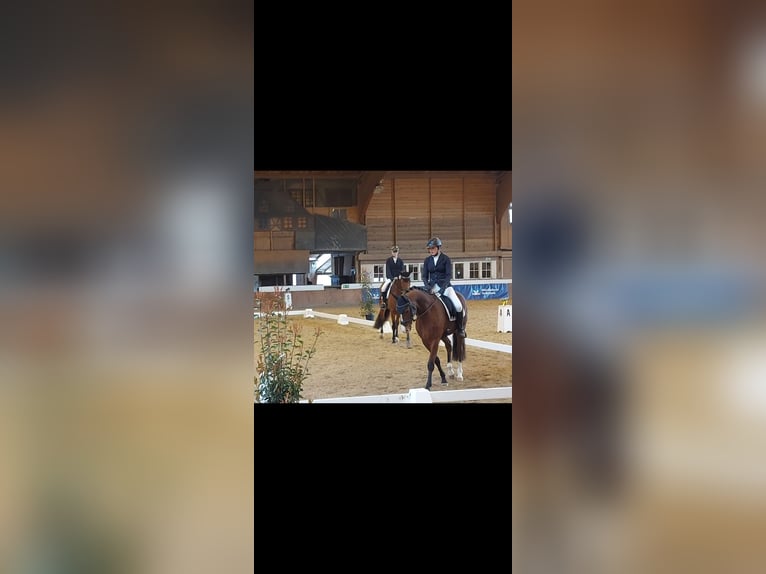 German Riding Pony Gelding 7 years 15,2 hh Brown in Wiesbaden