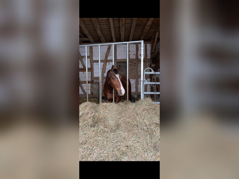 German Riding Pony Gelding 7 years 15,2 hh Brown in Wiesbaden