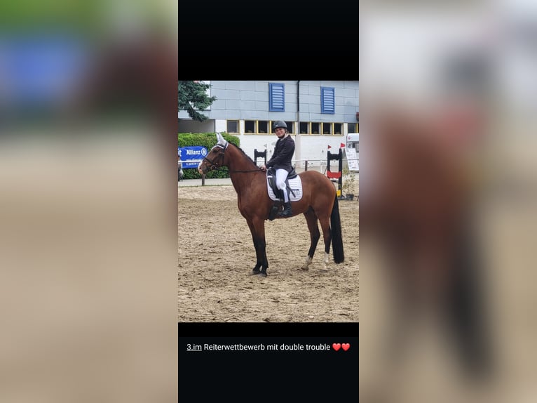 German Riding Pony Gelding 7 years 15,2 hh Brown in Wiesbaden