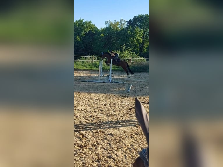 German Riding Pony Gelding 7 years 15,2 hh Brown in Wiesbaden
