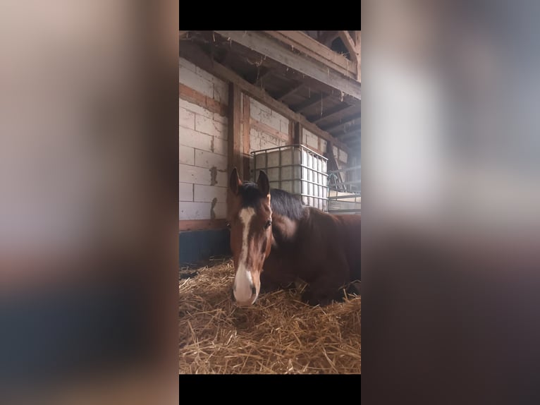 German Riding Pony Gelding 7 years 15,2 hh Brown in Wiesbaden