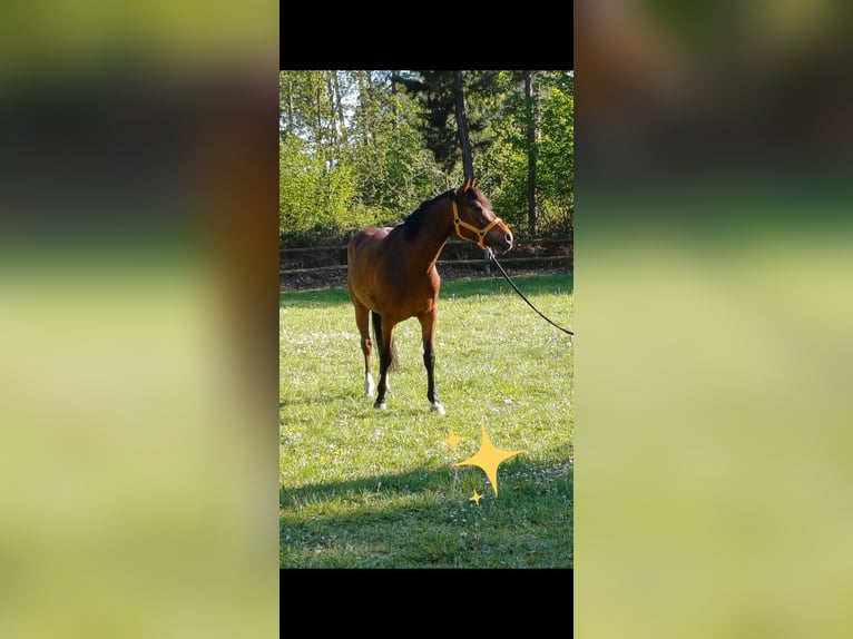 German Riding Pony Gelding 7 years Brown in Ratingen