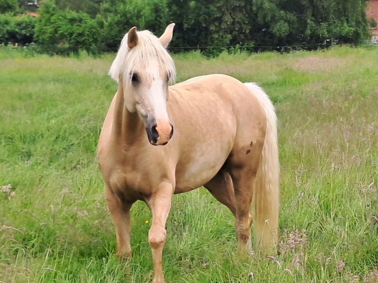 German Riding Pony Gelding 7 years Palomino in Reinfeld (Holstein)