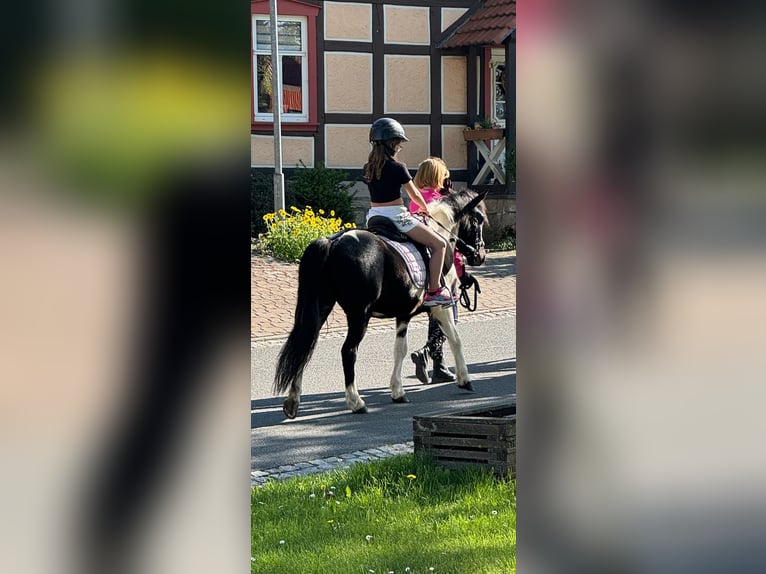 German Riding Pony Gelding 7 years Pinto in Kaltohmfeld
