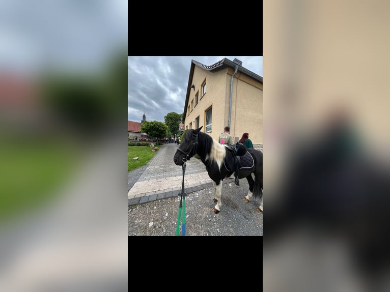 German Riding Pony Gelding 7 years Pinto in Kaltohmfeld