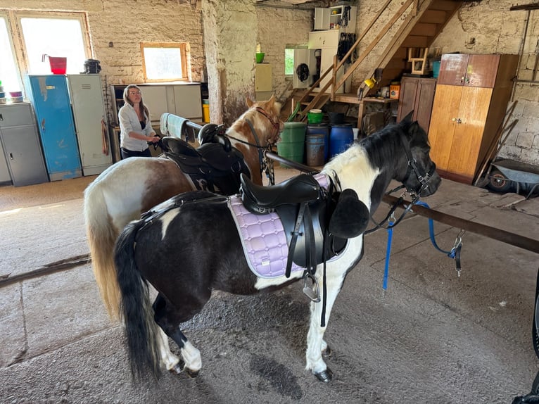 German Riding Pony Gelding 7 years Pinto in Kaltohmfeld