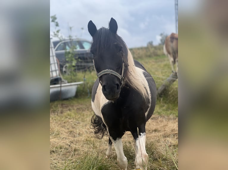German Riding Pony Gelding 7 years Pinto in Kaltohmfeld