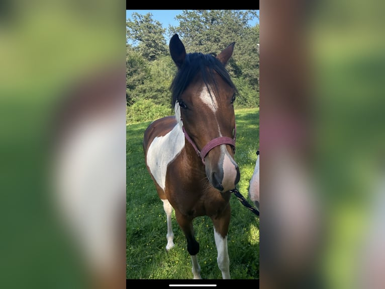 German Riding Pony Gelding 8 years 13.1 hh Pinto in Wissen